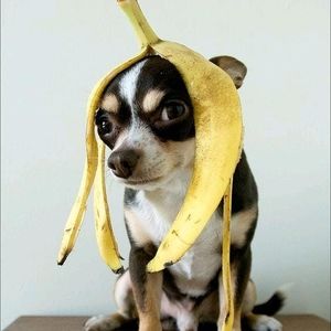 Meet your Posher, Nova